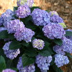 Let's Dance is the most compact hydrangea just getting 3 feet tall and wide. <br> Photo Courtesy of Proven Winners - www.provenwinners.com