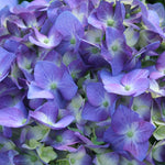 Let's Dance Hydrangeas color will depend on your soil acidity.  Changing the bloom color is easy with <a href=