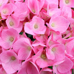 Let's Dance Hydrangeas color will depend on your soil acidity.  Changing the bloom color is easy with <a href=