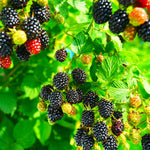 Kiowa Blackberry Bush