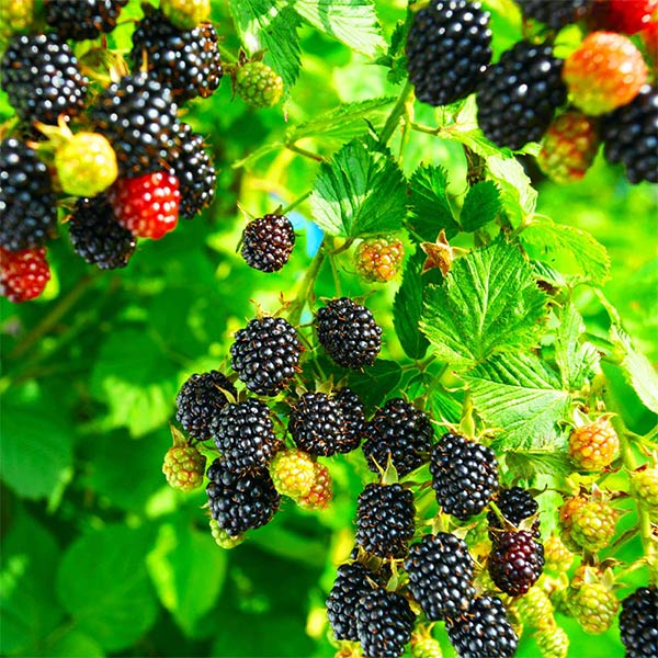 Kiowa Blackberry Bushes for Sale | BrighterBlooms.com