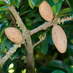 Mamey Fruit Tree (Sapote)