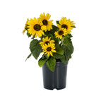 'Sunfinity' Sunflower