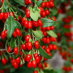 Sweet Lifeberry® Goji Berry Plant